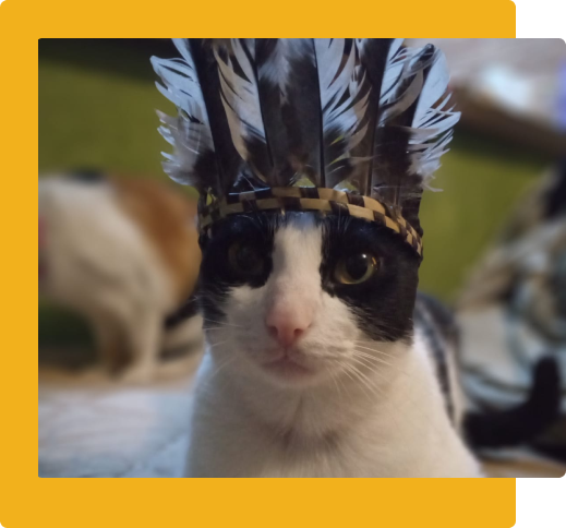 Foto do Frajola com um cocar, ele está olhando direto para a câmera com uma carinha de pidão